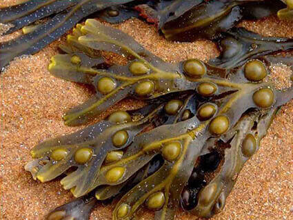 izvlecek fucus alge